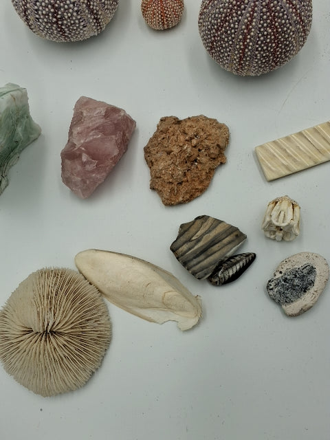 Sten og forsil samling